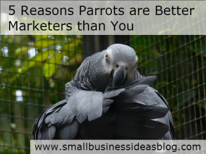 5 Reasons Parrots are Better Marketers than You